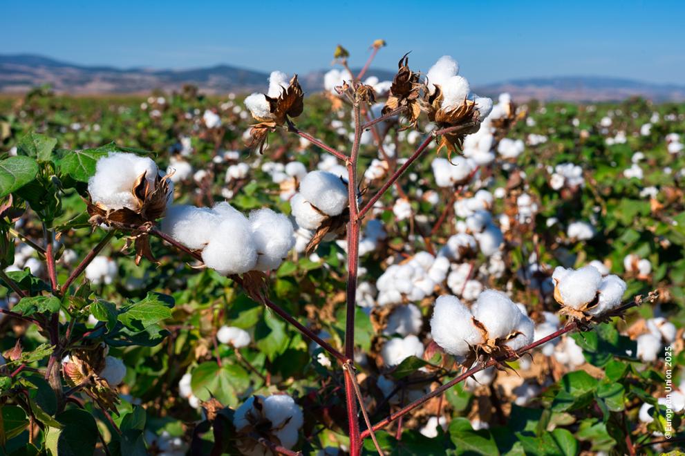 Cotton field in Greece