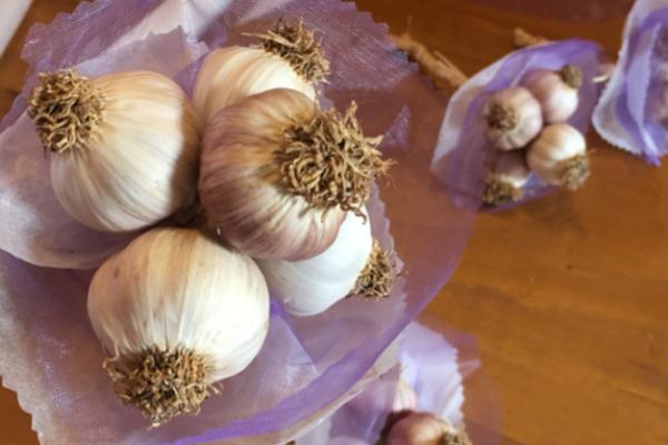 Braids of Alho da Graciosa PGI garlic
