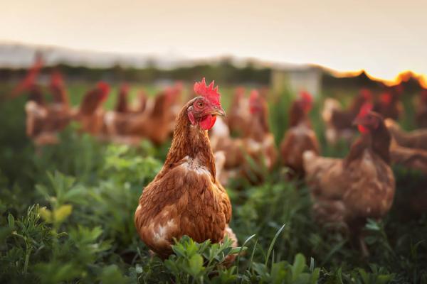 Poultry